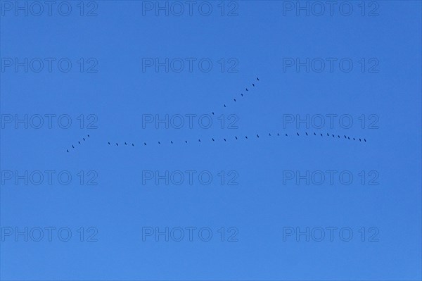 Flock of wild geese in flight