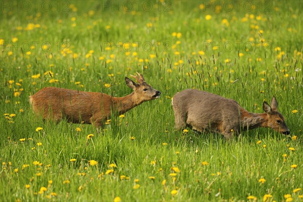 European roe deer