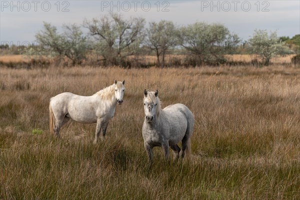 Camargue horses feeding in the marshes. Saintes Maries de la Mer