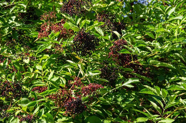 Elder bush full of ripe elderberries in midsummer
