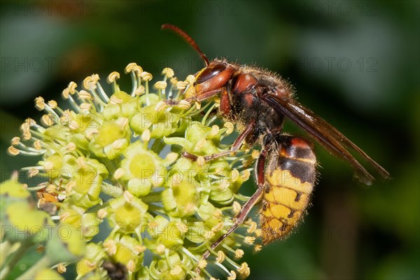 Hornet hanging on ivy blossom sucking left sighting