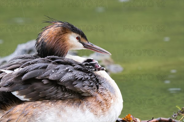 Great Crested Grebe