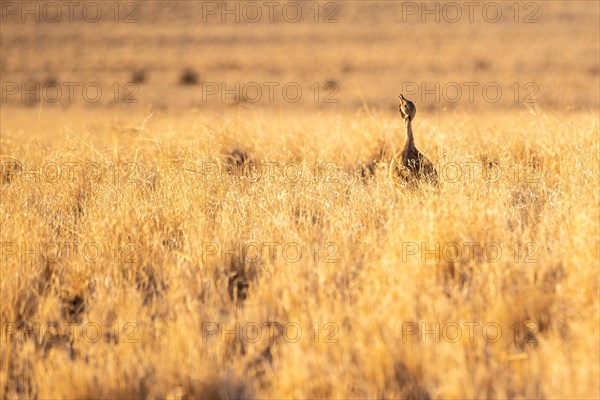 Red-crested Bustard