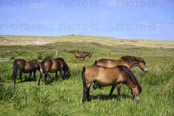 Exmoor pony