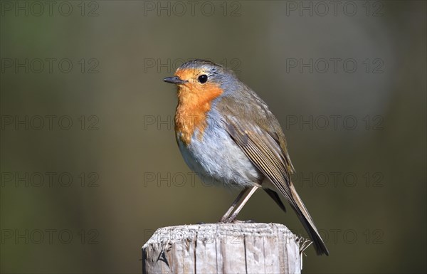 European robin