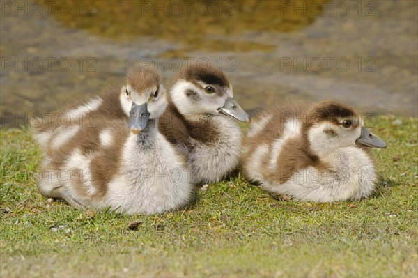 Three Egyptian Geese