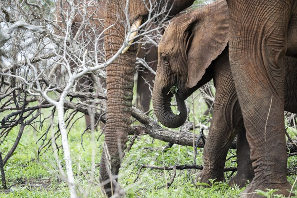 African elephant