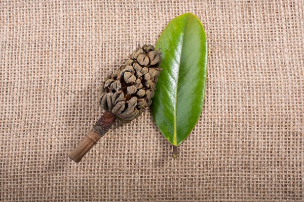 Separate Autumn dry leaf