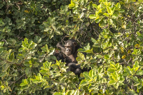 Female chimpanzee suckling her young