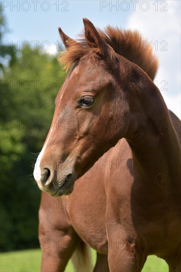 Foal of the Western horse breed American Quarter Horse in the pasture