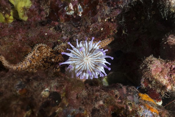 Club-tipped anemone