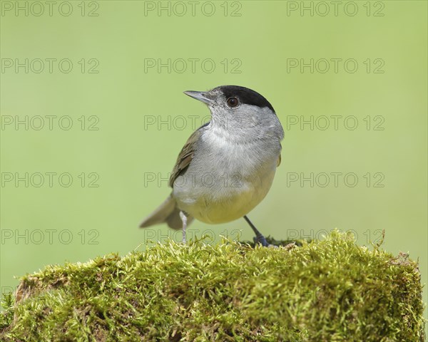 Blackcap