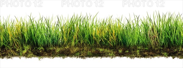 Seamless tileable row of fresh grass on a white background