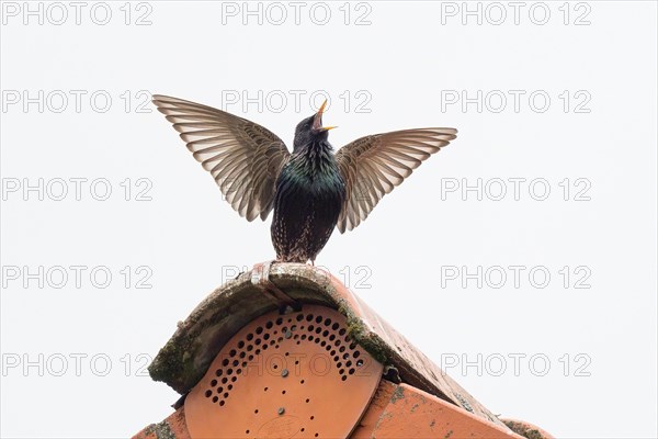 Common starling