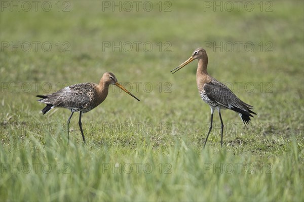 Black-tailed godwits