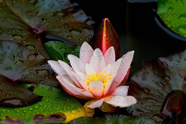 Water lily with raindrops