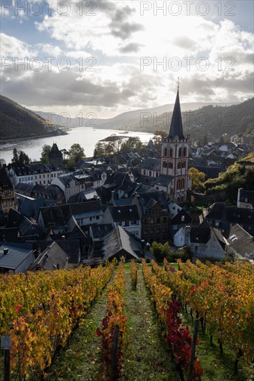 Vineyards in autumn on the river Rhine