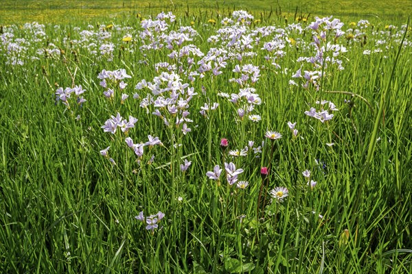 Flowering meadow foamwort