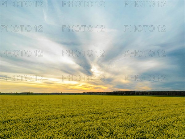 Aerial photograph of a rape field in the evening