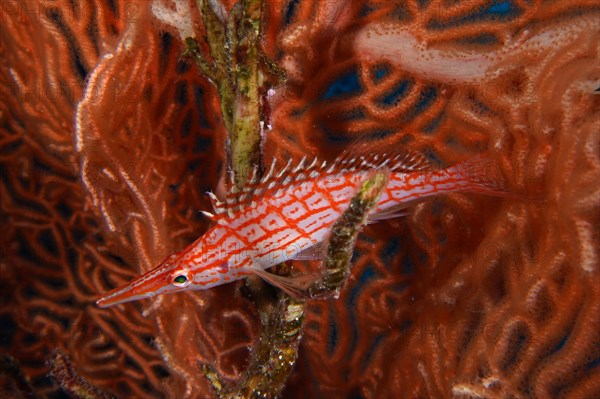 Longnose hawkfish