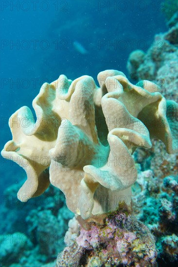 Rough leather coral