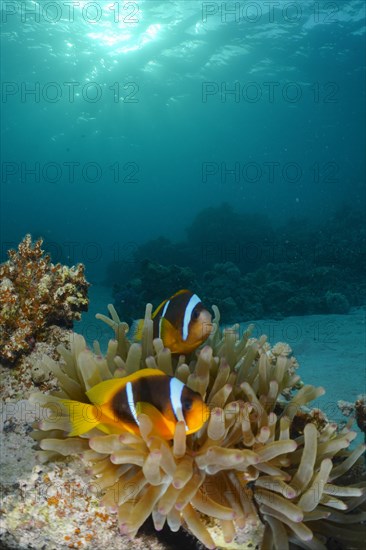 Pair of red sea clownfish