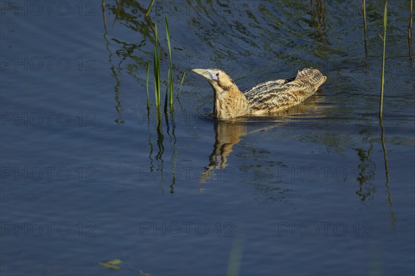 Great bittern