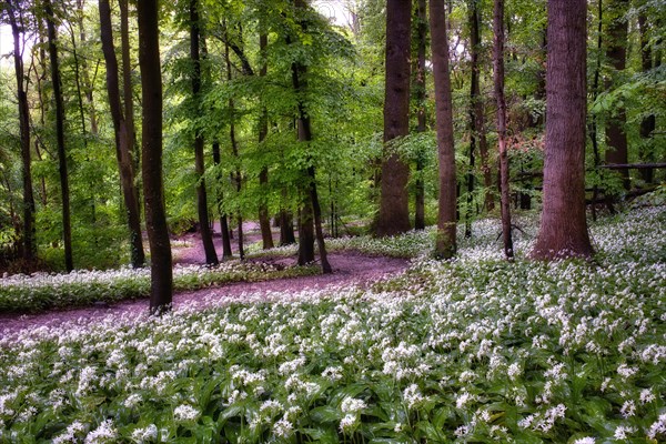 Forest path through flowering ramson