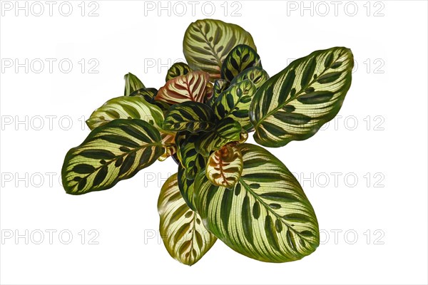 Exotic tropical 'Calathea Makoyana' Prayer Plant with beautiful pattern on white background