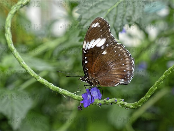 Large or common egg fly