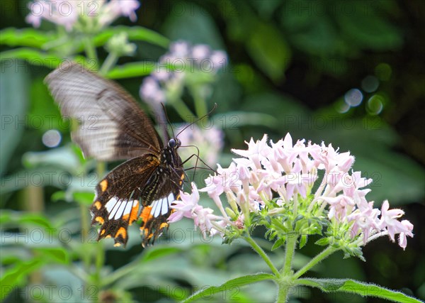 Common mormon