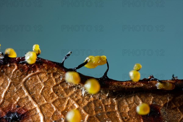 Filamentous fruit slime mould several fruiting bodies next to each other with yellow spherical caps on brown leaf against blue sky