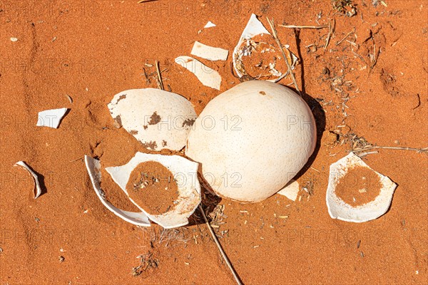 Ostrich egg