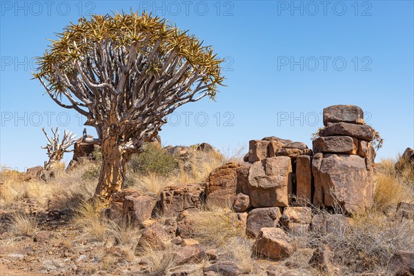 Quiver tree