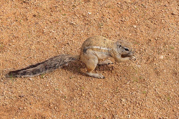 Mountain ground squirrel