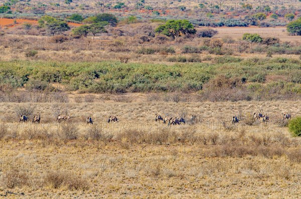 Oryx antelopes