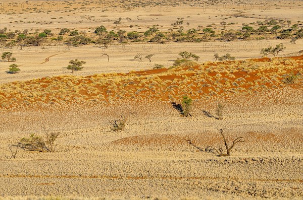 Desert landscape