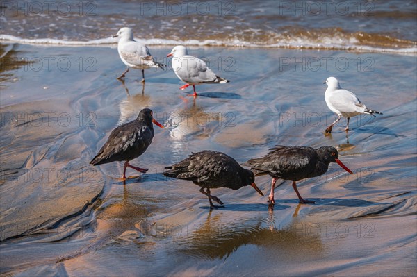 New Zealand Oystercatchers