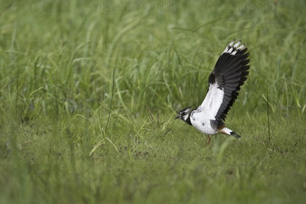 Northern lapwing