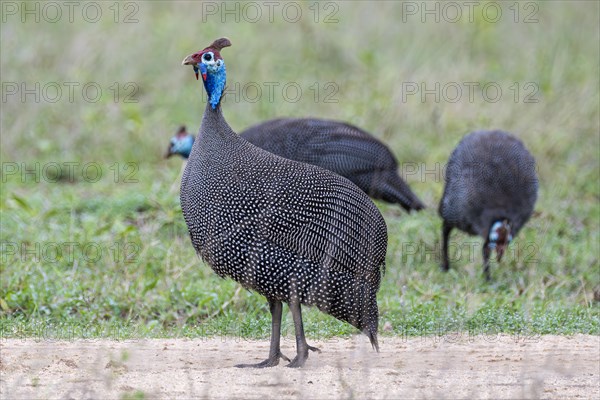 Helmeted Guineafowl