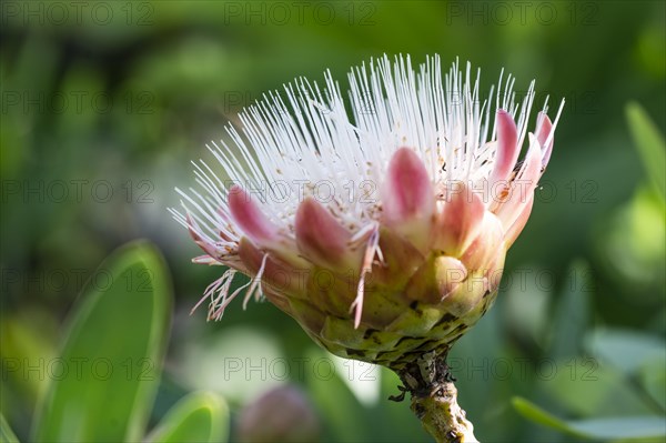 Protea