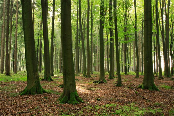 Mixed forest of spruce and large old beech trees