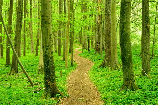 Hiking trail winds through semi-natural beech forest in spring