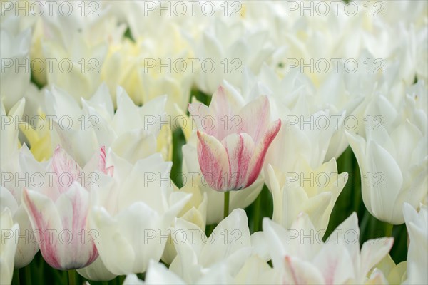 Blooming colorful tulip flowers in garden as floral background