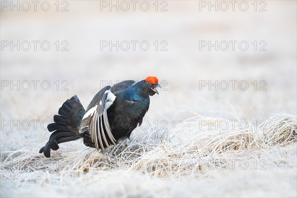 Black grouse