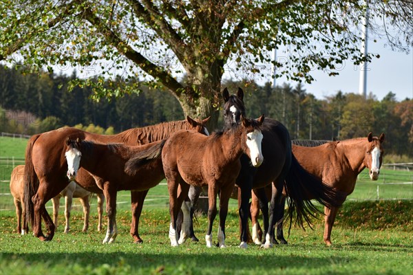 Broodmares and foals of the Western breed American Quarter Horse on pasture