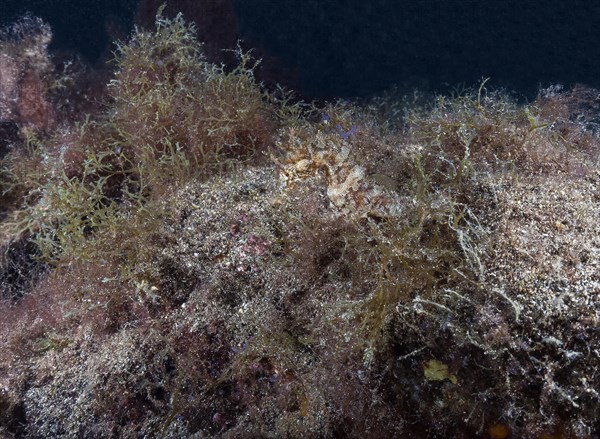 Short-snouted seahorse