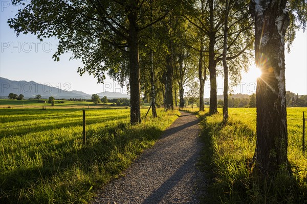 Path with birch avenue