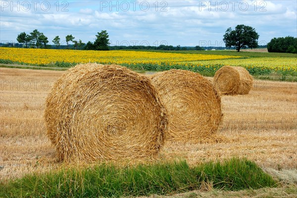 Round straw bales in harvested fields