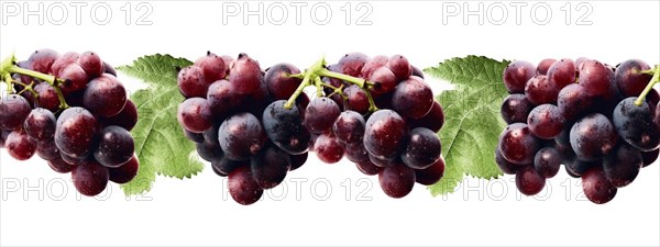 Seamless tileable row of fresh grapes on the vine on a white background